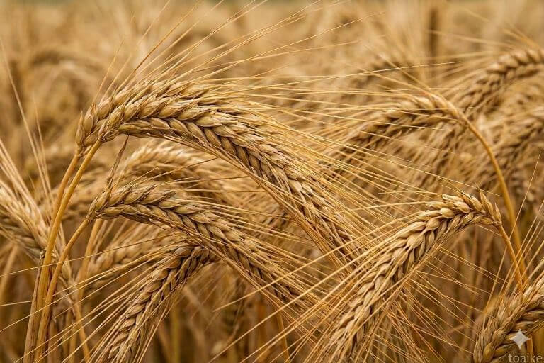 Barley