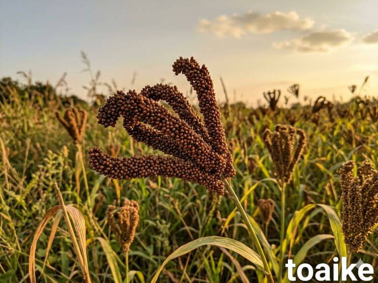 Finger millet