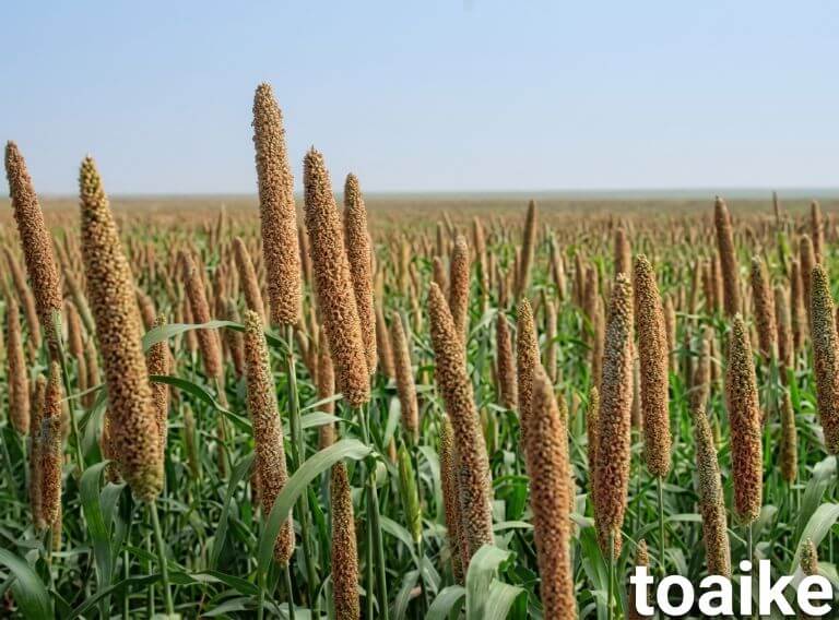 Pearl millet