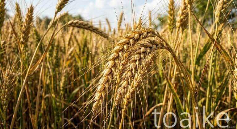 Wheat